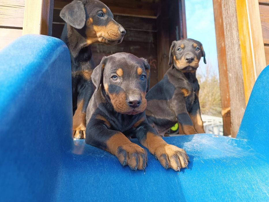 Doberman Szczeniak(i)