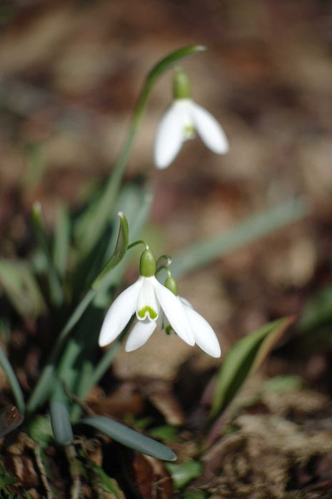 Объектив ВЕГА-9 СССР.