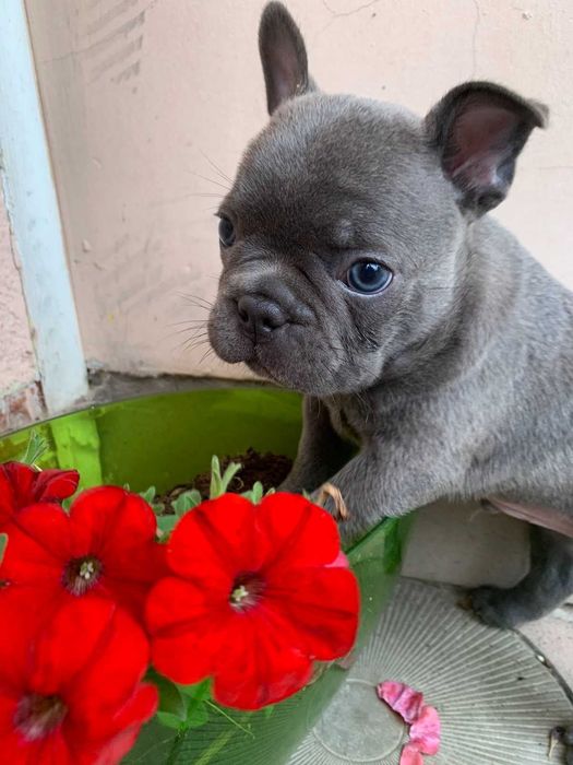 В'язка французького бульдога Ізабелла