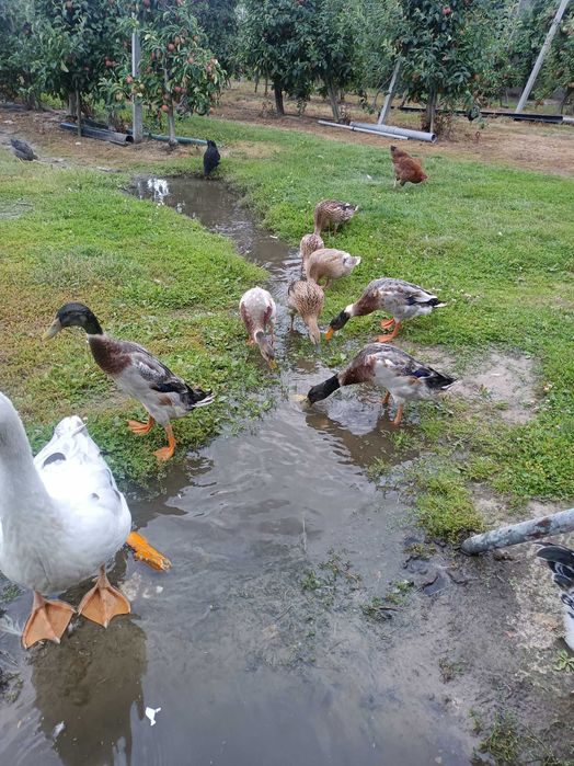 Zwierzęta kaczki i gęsi