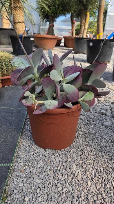Sukulenty kolekcjonerskie | Echeveria, Crassula, Aeonium, Cotyledon | Egzotyczne rośliny