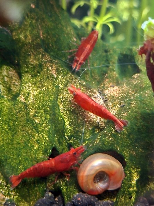 Camarões Neocaridina  Fire Red