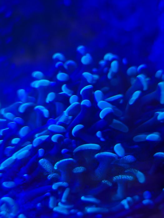 Euphylia  akwarium morskie