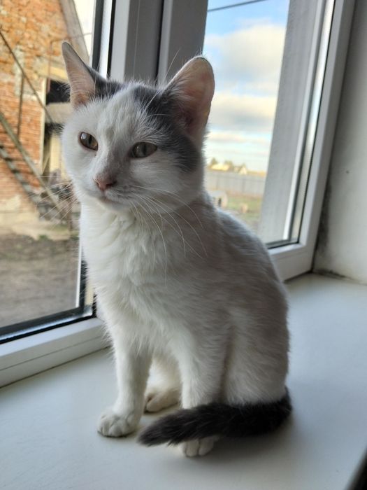 котик шукає дім(зефір)