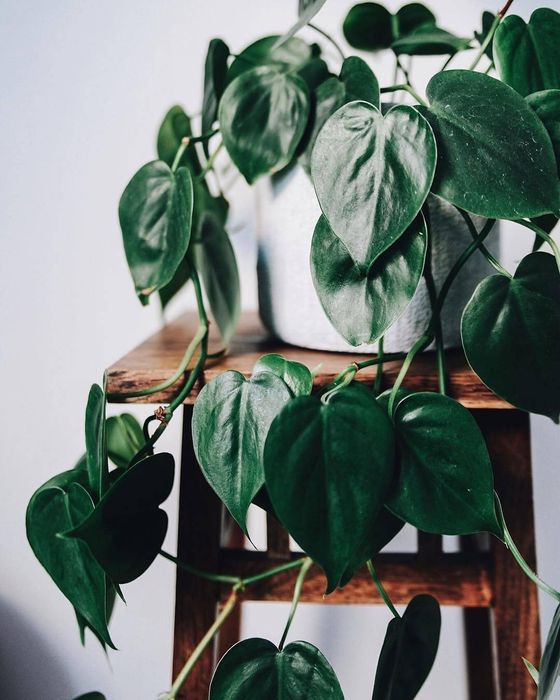 Сциндапсус,  епіпремнум (різні види)