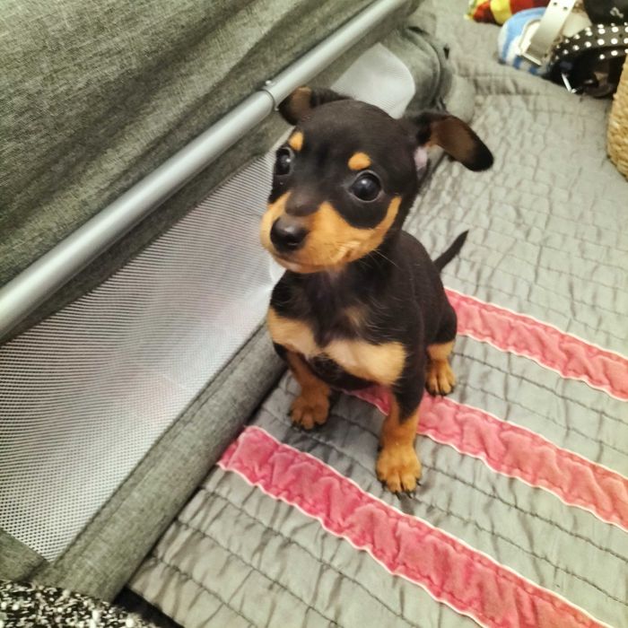 Pinscher belíssimo macho