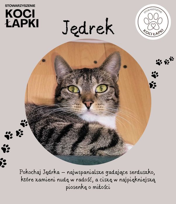 Jędrek – Twoje Rozgadane Serduszko na Czterech Łapkach