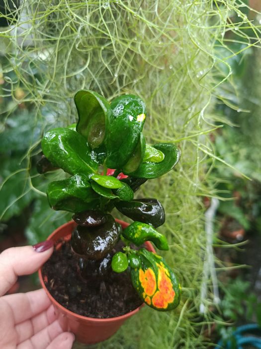 Кротон Codieum Tonghoo