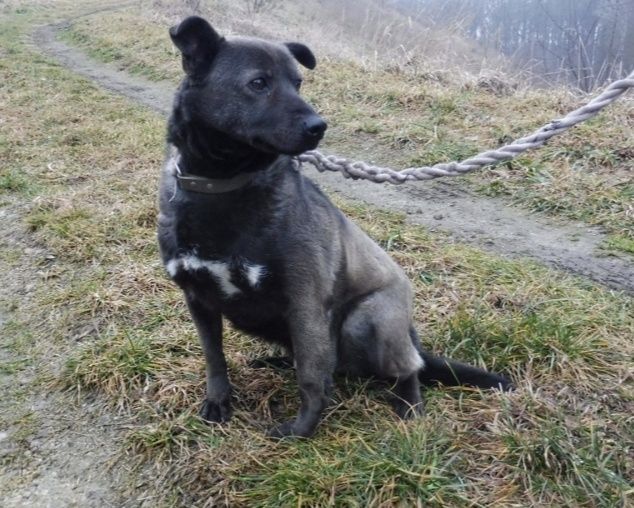 Piękny wyjątkowy Bufet czeka na dom