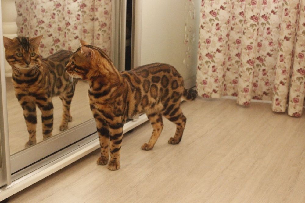 Бенгальські кошенята