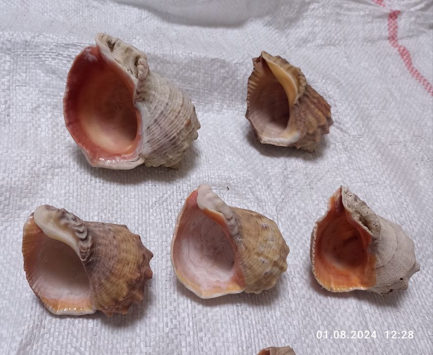 Мушлі Чорноморські натуральні