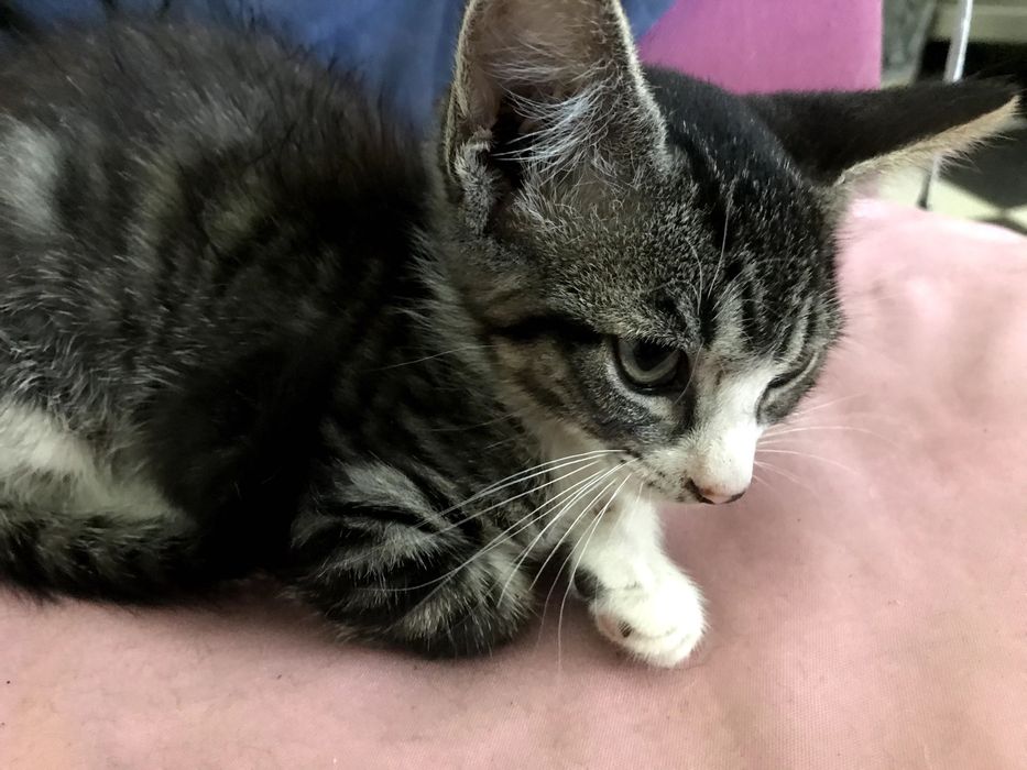 Gatinho macho para adoção. Cinza, tigrado com meias brancas 3 meses.