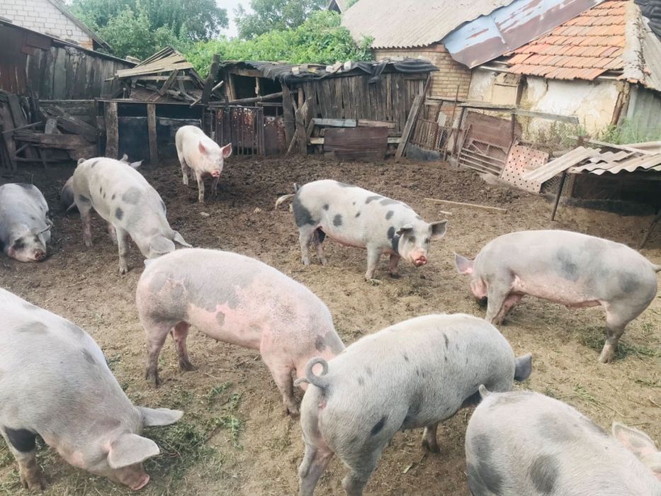 Продам свиней живою вагою домашні