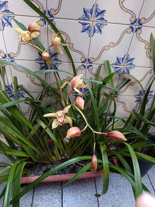 Vaso retangular com orquídea