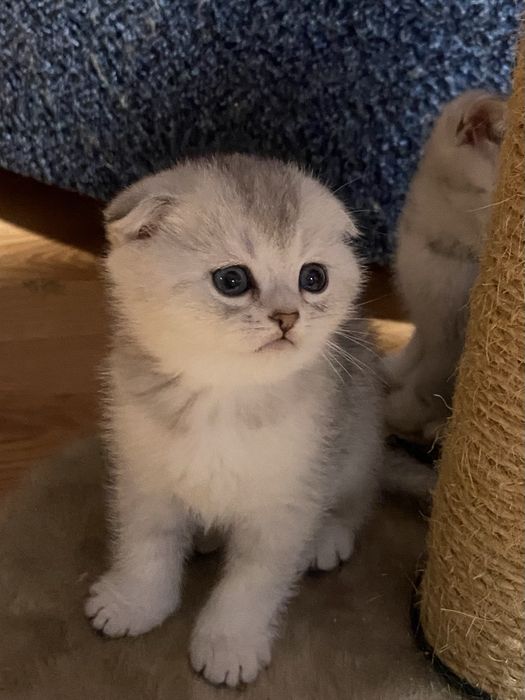 Пушистый подарочек!