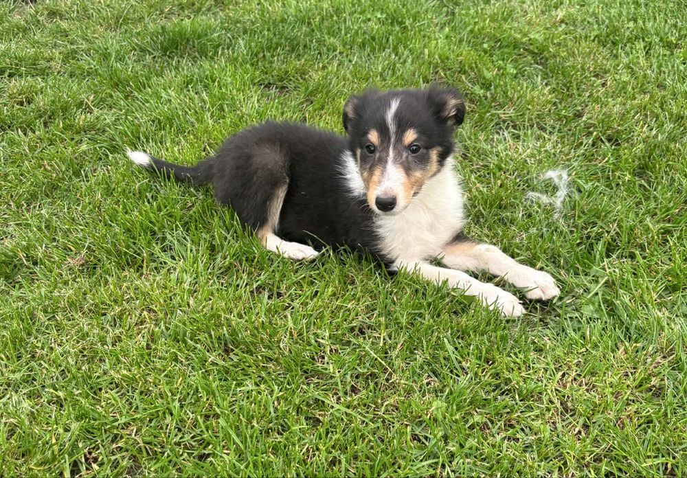 Owczarek Szkocki Collie suczka
