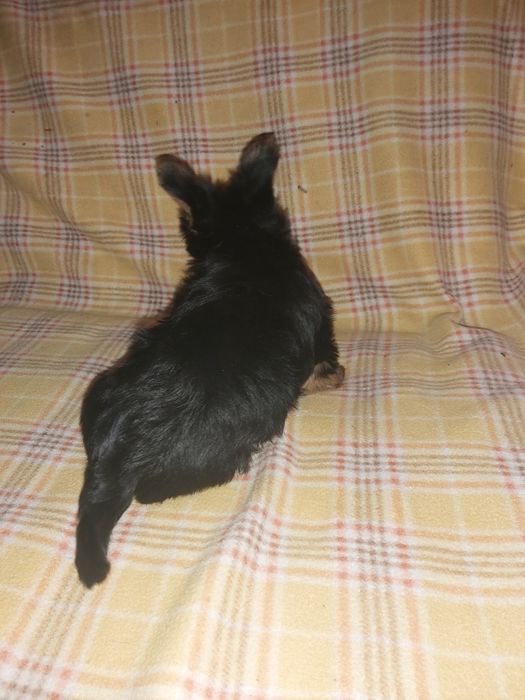 Yorkshire terrier miniatura