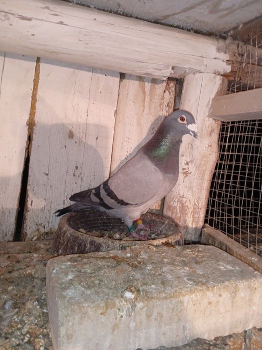 Gołębie pocztowe NL