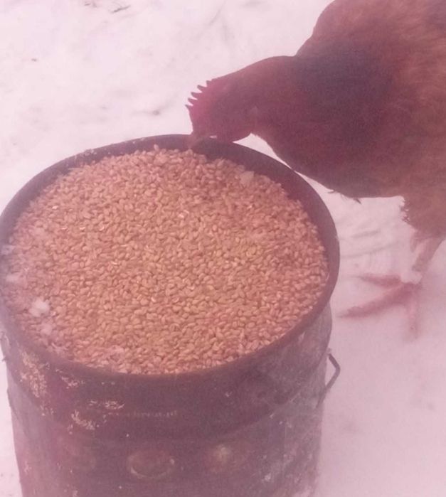 Proso,groch,pszenica, owies bezłuskowy, jęczmień bezłusk., żyto