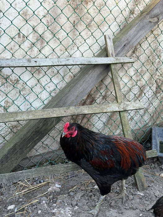 Galos de raça Araucana