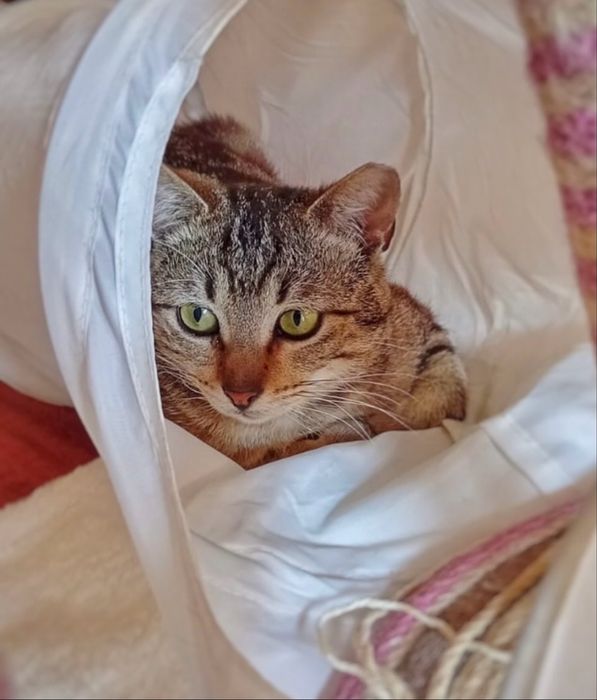 gatinho para adoção responsável