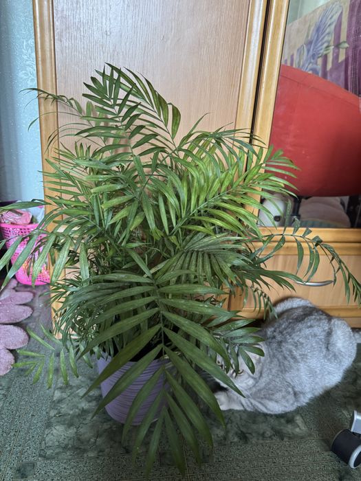 Пальма хамедорея пишна, густа 70см