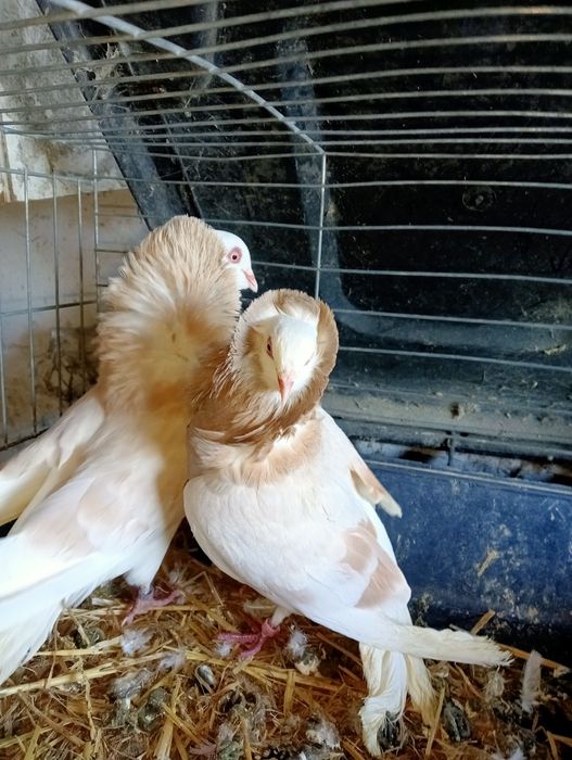 Sprzedam gołębie kapucyny holenderskie para