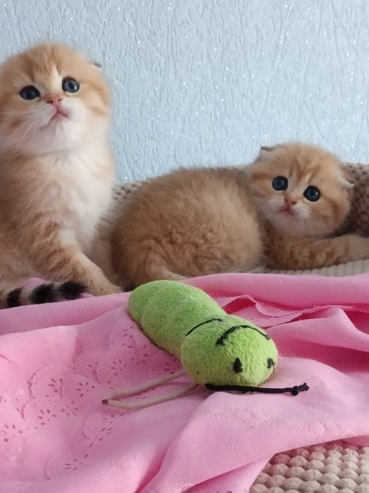 Шикарні шотландські котики