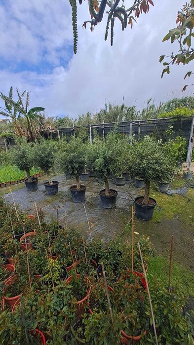 OLIVEIRAS (Olea Europaea)
