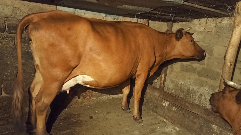 Продам корову срочно