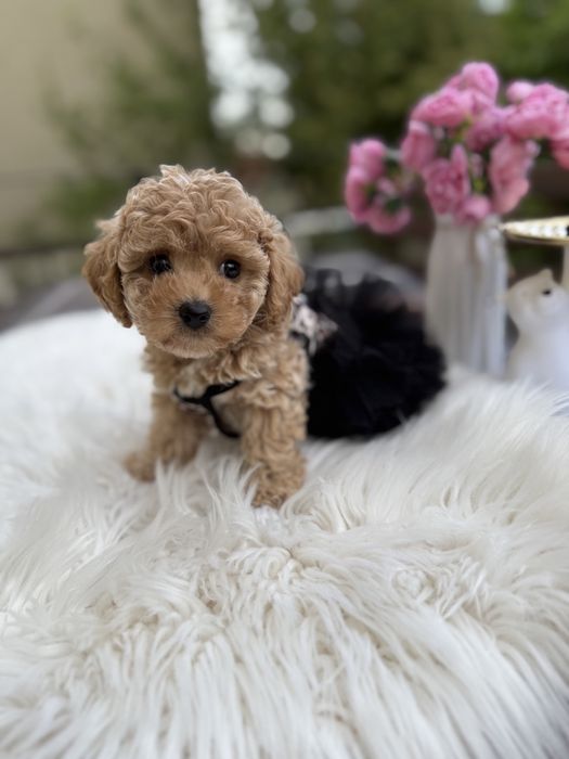 Щенятка мальтипу ф1