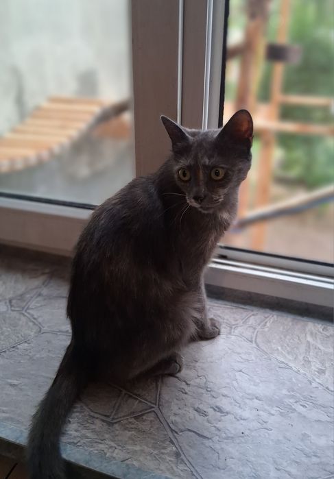 Piękna Migotka wyrzucona do rowu, szuka swojego człowieka