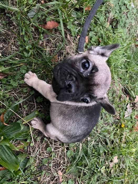 Buldog Francuski, suka, suczka Buldoga Francuskiego nie pies