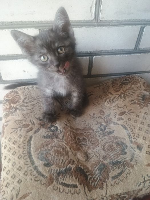 (Безкоштовно) в люблячу родину