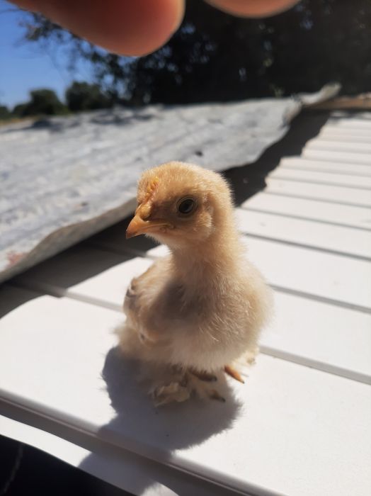 Pintos pekins 2 semana