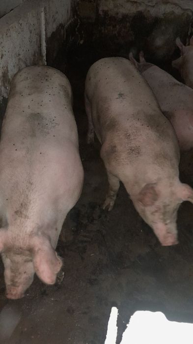 Продам свиней живым весом,Свині живою вагою 150+кг