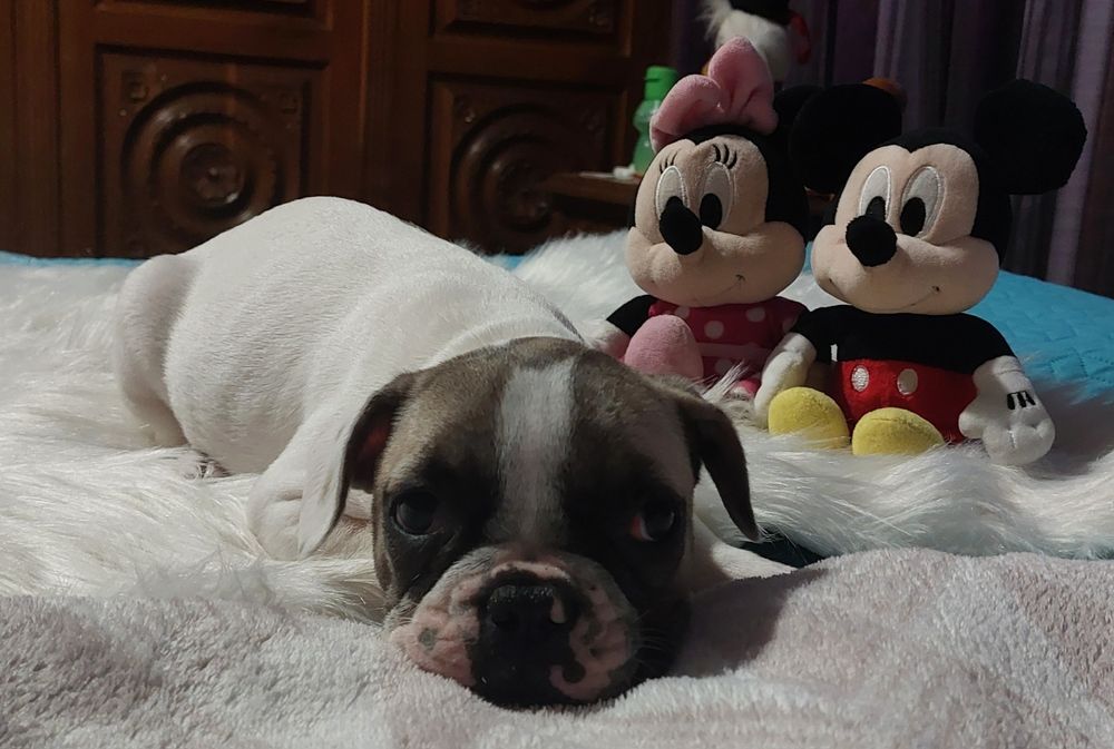 Bulldog francês menina
