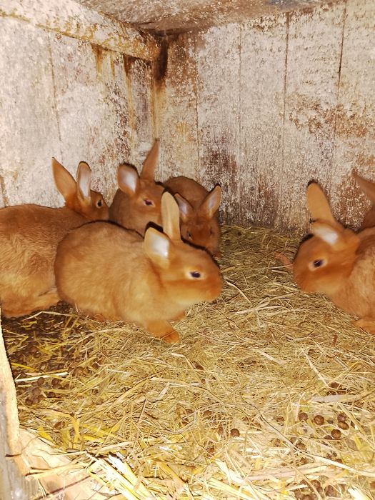 Króliki nowozelandzkie