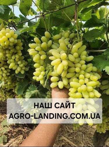 Саджанці винограду з розплідника + Подарунок