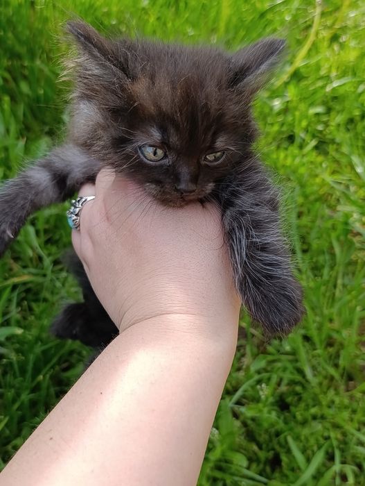 Котята в добрі руки