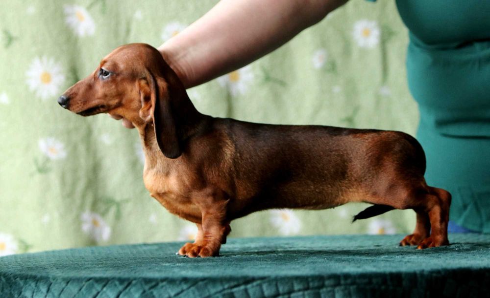 Jamnik króliczy krótkowłosy ZKwP/FCI śliczna ANACHITTA