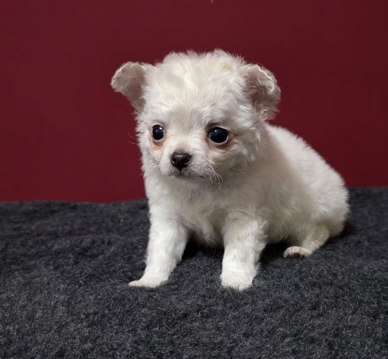 Chihuahua de pelo comprido