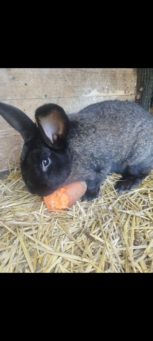 Królik Baran francuski samiec iKróliki Nowozelandzkie