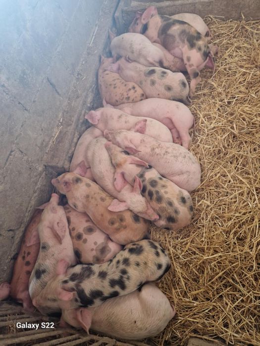 Просята Мясної породи