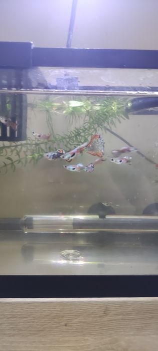 Vendo Guppies Machos e Fêmeas