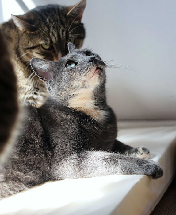 Cudny team poleca sie do adopcji.