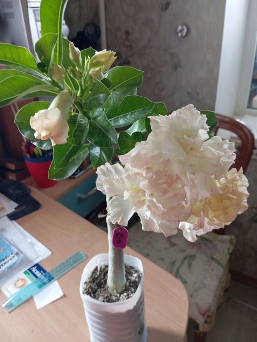 Продам прищепи аденіумів обесум