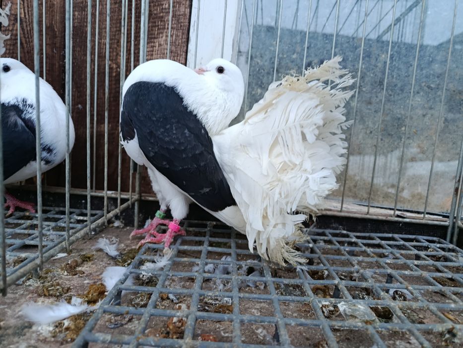 Pawiki gołębie  pary