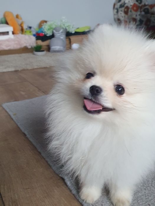 Szpic miniaturowy pomeranian, /Cudny mini mis