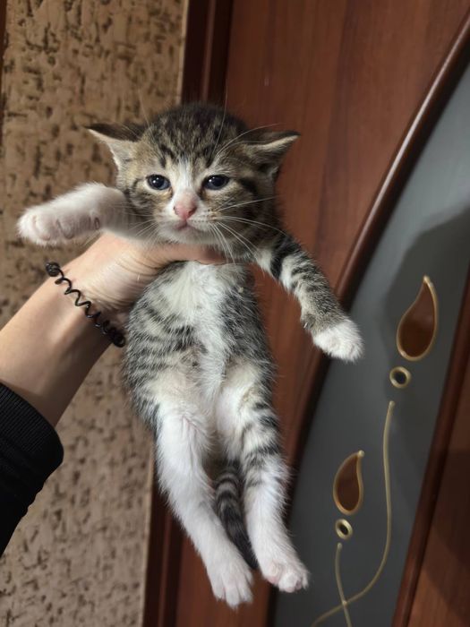 Отдам котят в хорошие руки